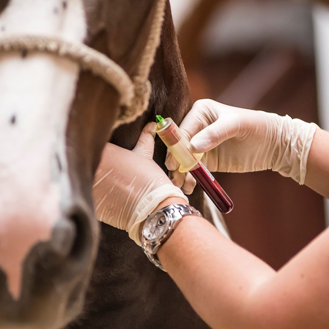 veterinarian drawing blood for a test