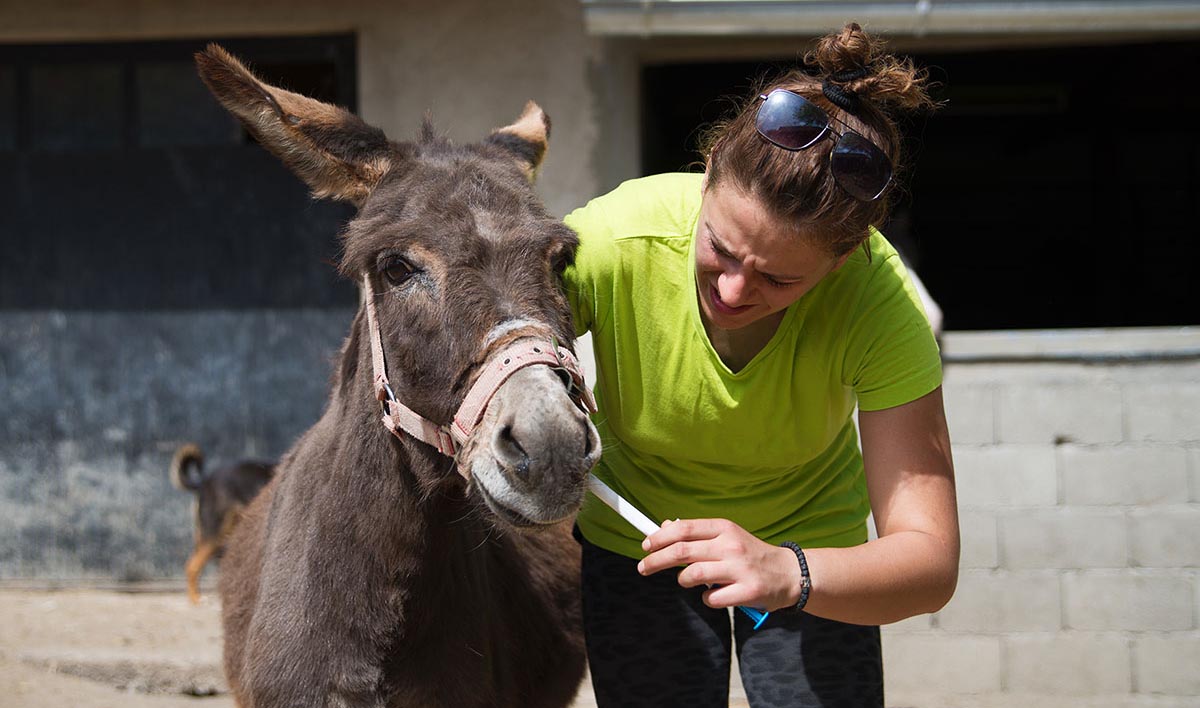 farmer gives donkey medicine in a syringe