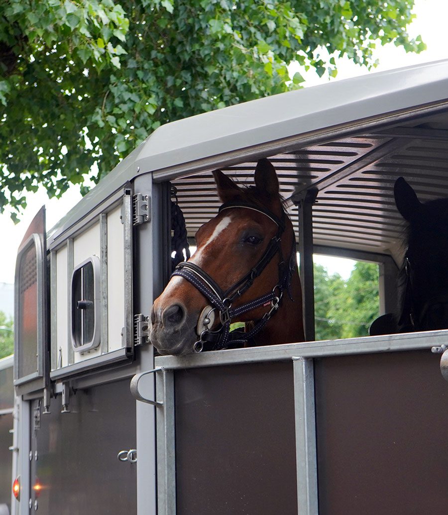 Horse Trailer transporting horses in trailer