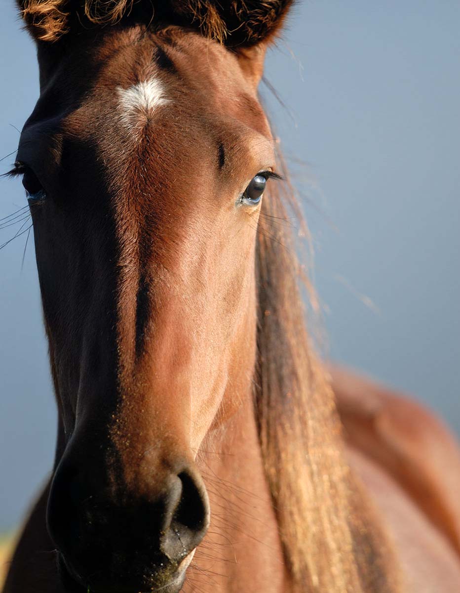 closeup of a brown horse's face