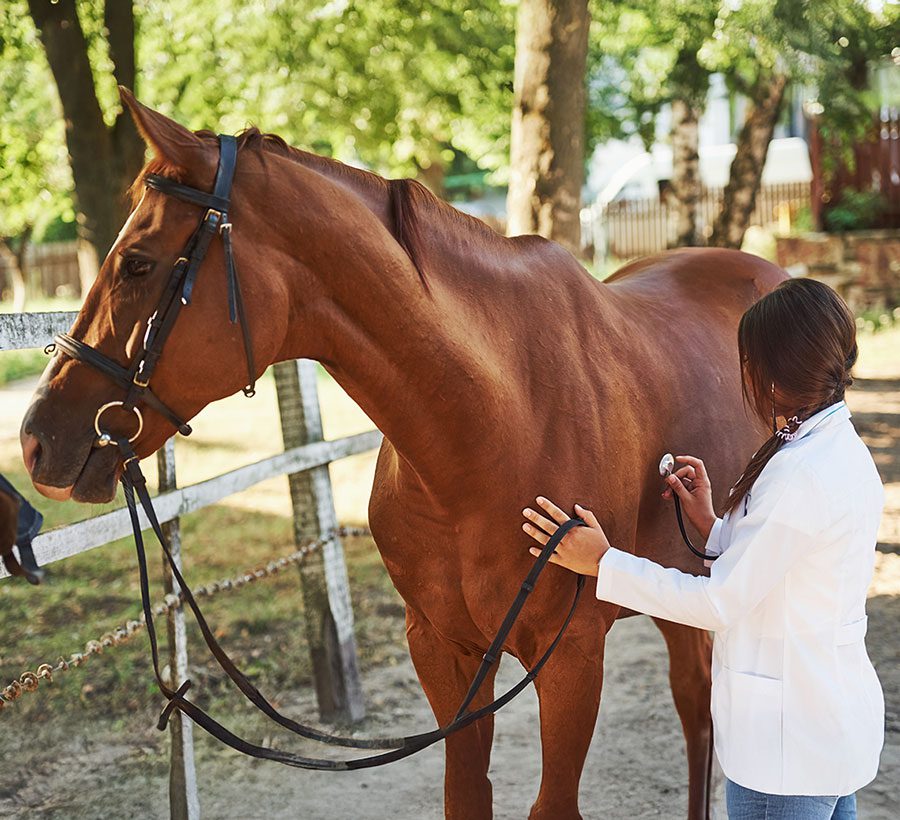 female veterinarian listening to horse's vitals