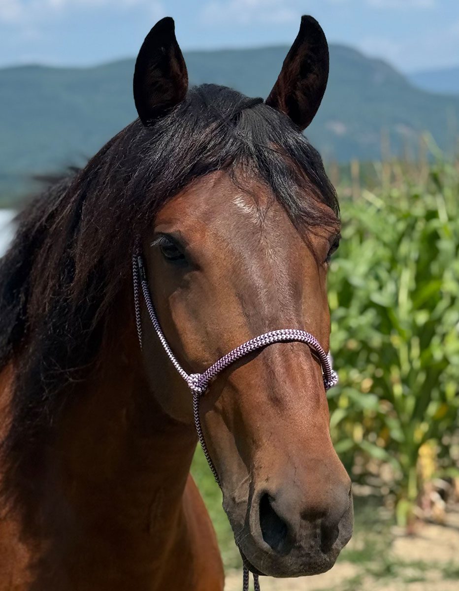 brown horse wearing a harness outside by corn field