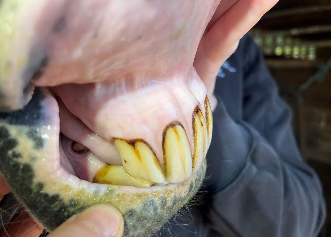 closeup of veterinarian pulling back lips to show horse's teeth