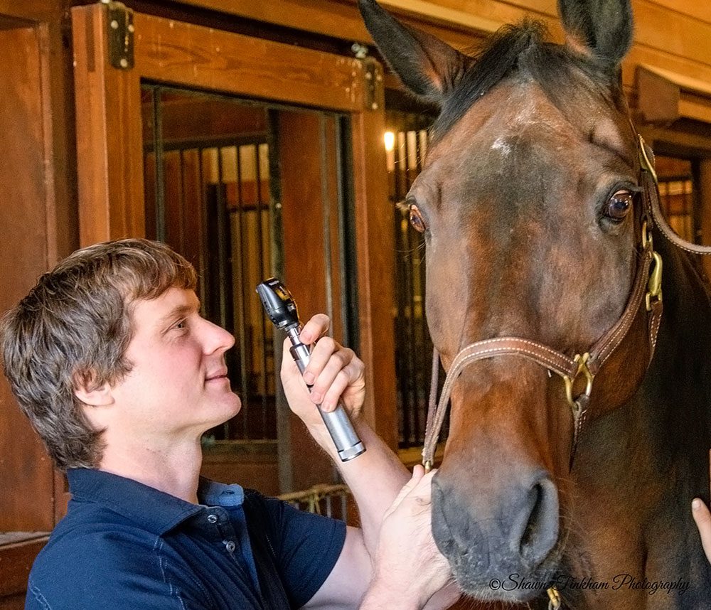 male veterinarian examining brown horse's eyes with ophthalmoscopes