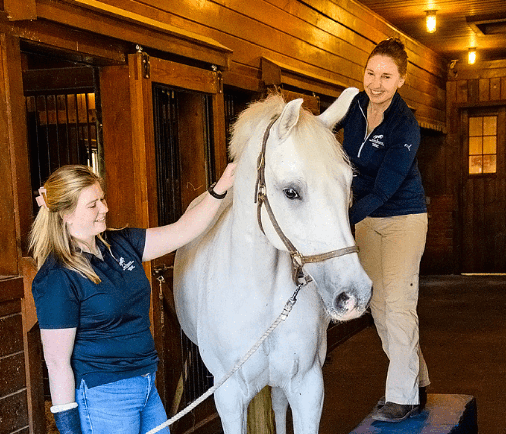 Two women working on white horse in halter