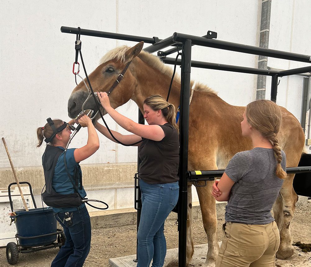 female veterinarian prepping brown horse for dental exam female veterinarian prepping brown horse for dental exam
