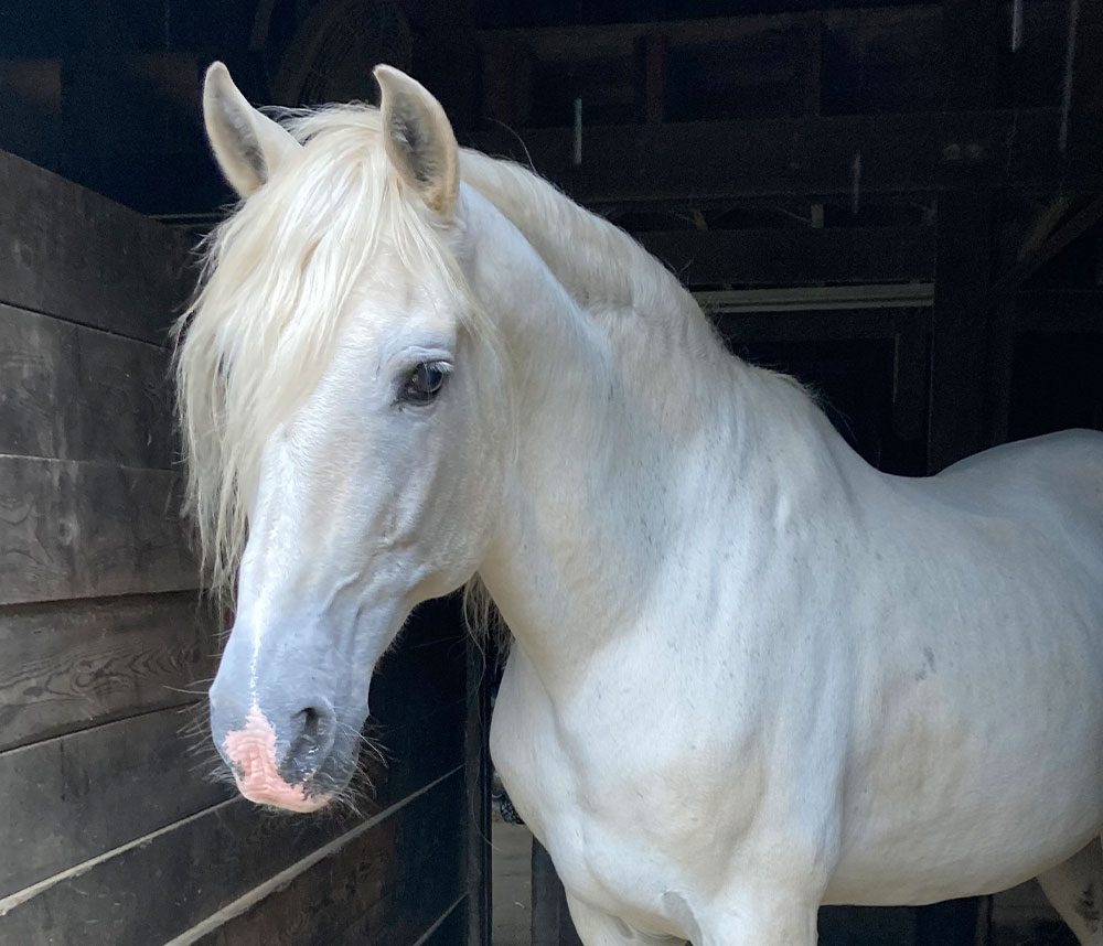white horse standing in stable white horse standing in stable
